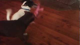 Patterdale Puppy Fighting Jack Russel