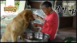 Cool Grandma Only Needs One Finger To Overpower Dem Giant Doggos LOL