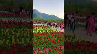 Tulip Garden Srinagar