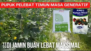 Pupuk Pelebat Timun Di Masa Generatif Di Jamin Lebat Maksimal