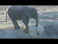 Elephants at Kennedy 2