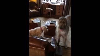 The Irish Wolfhound & The Irish Wheaten Terriers Of Dingle