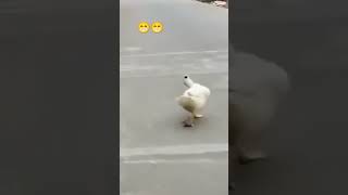 Duck Funny Walking