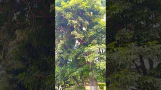 Kalpvriksha Tree To Know About This Tree, Click The Link In Comments Section.