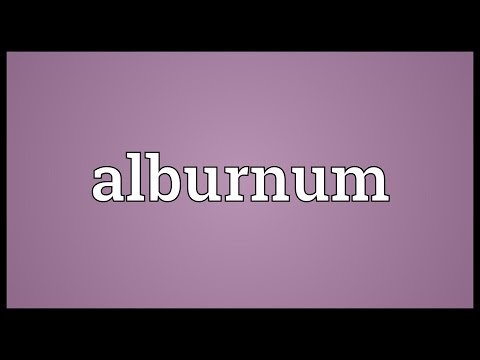 Header of alburnum