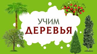 Деревья. Изучаем Названия