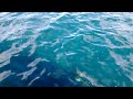 Official Video: Mega pod of Common Dolphins off the coast of San Diego.