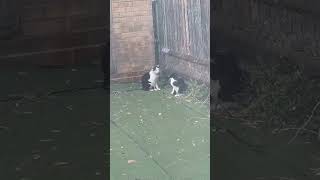 Hanky Panky Cats The Most Patient Male Cat In The World