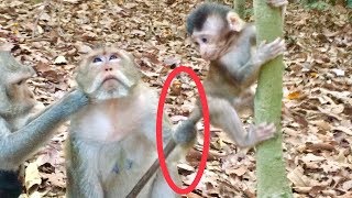 Let’s me go! Baby monkey trying to pull up but mother monkey say no