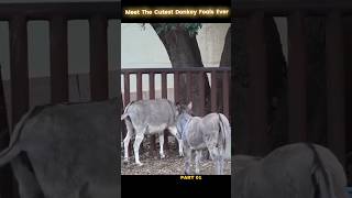 2 Pert Donkey Meeting