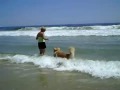 Beach Dog Learns to Swim!!