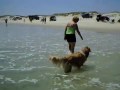 Beach Dog Learns to Swim!!
