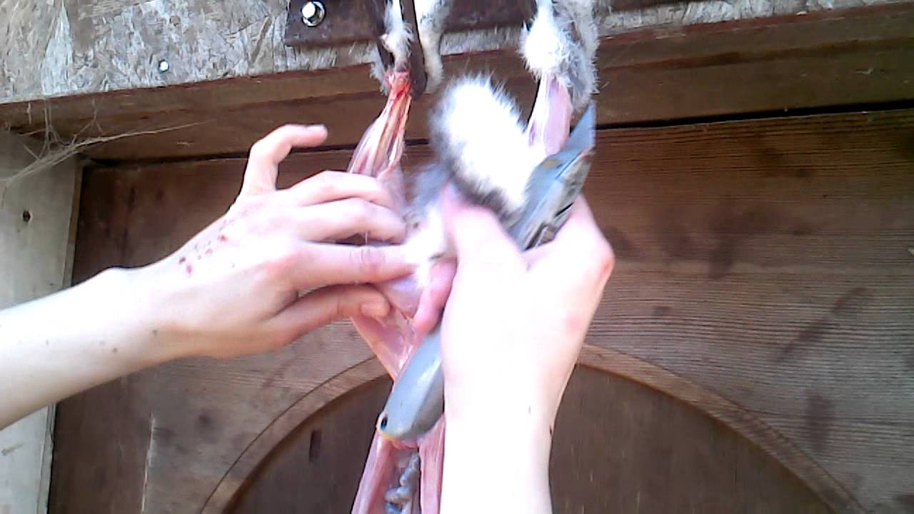Humane rabbit butchering YouTube