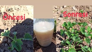 Kuru Mayanın Inanılmaz Mucizesini Sizde Fark Edin