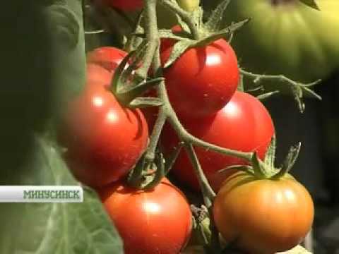 Виноград сорт ширвиндт Виноград сорт ширвиндт