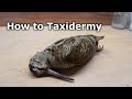 How to Taxidermy a Woodcock