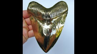 Megalodon Shark Tooth Turned To Bronze