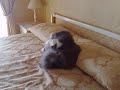 gatto persiano ipertipico che fa sesso con un pupazzo 04032009082