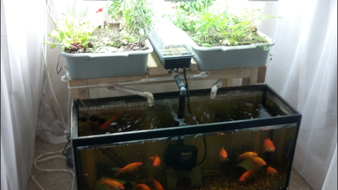 Small-Scale Aquaponics System For Hobbyists/Beginners ...