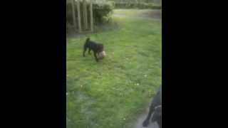 Rottweiler & Patterdale Terrier With There Flat Football