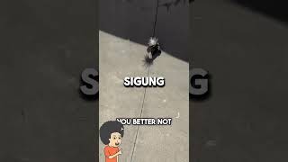 Misi Menyelamatkan Sigung Yang Jago Kentut