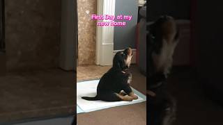 Rottweiler Puppy Crying. My First Day At My New Home.