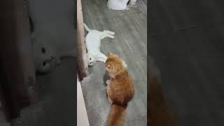 . Thiruttu Payale. Ama Karuvadu Thirudan.
