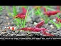 shrimps