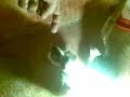 Anak Ayam Bangkok Petarung images Anak Ayam Bangkok Petarung