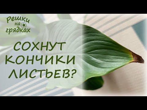 Почему сохнут кончики листьев у комнатных растений? Что делать?