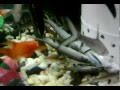 Un lindo pescadito.... se come a otro