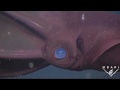 Vampire Squid Turns Itself "Inside Out"