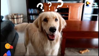Smart Service Dog Makes Hilarious Mistake The Dodo