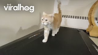 Workout Buddy Hits The Treadmill || Viralhog