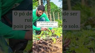Serragem Pode Usar Como Cobertura De Solo?