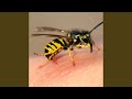 Salute The Wasp (feat. Supreme Allah Magnetic & Ogun) (Radio Edit)
