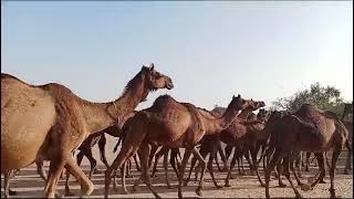 Ountni Camel Walking A Forest Camel A Camel Fresh A Forest Camel