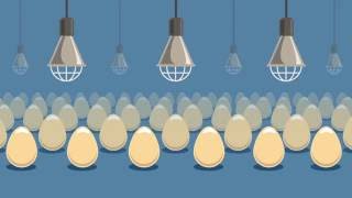 In Ovo Prevents Killing Of Day-Old Chicks