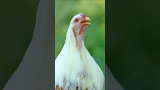 YOKOHAMA Hahn kräht - Rare ornamental chicken breed Yokohama, with rooster crowing - Yokohama Hühner