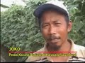 image Cara Meningkatkan Hasil Panen Kacang Panjang