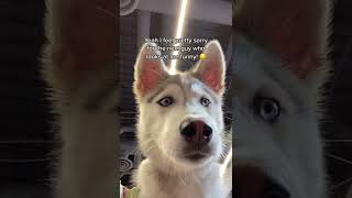 Husky Vs Mouse