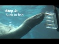 Leopard seal sucking down fish