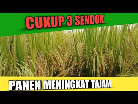 cara meningkatkan hasil panen 2 x lipat