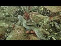 Wolf Eel At Clark Rock Nanaimo BC Oct 3, 2021