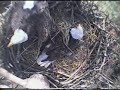 2007 Eagle Cam Recap - Pine Sprig