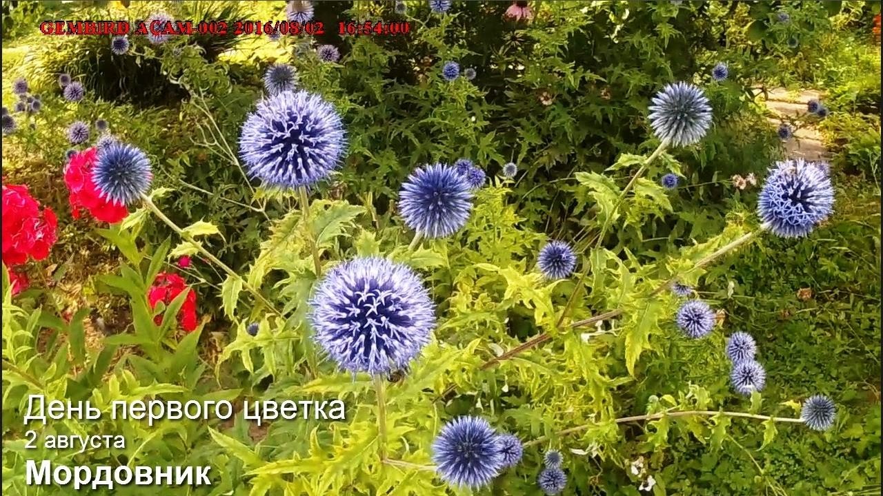 Мордовник цветка Мордовник цветка