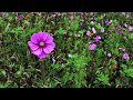 Robin Guthrie Search Among Flowers Robin Guthrie Search Among Flowers