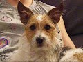Cute Jack Russell Dog - Lucky