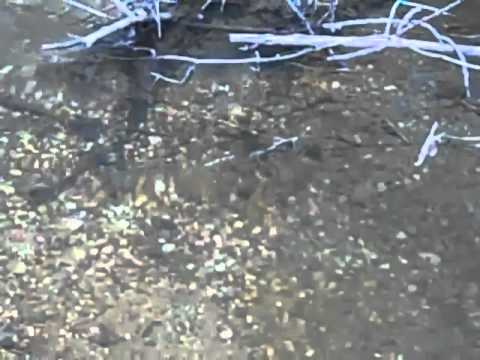 Header of American Brook Lamprey