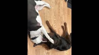 Female Pit Bull Terrier For Adoption